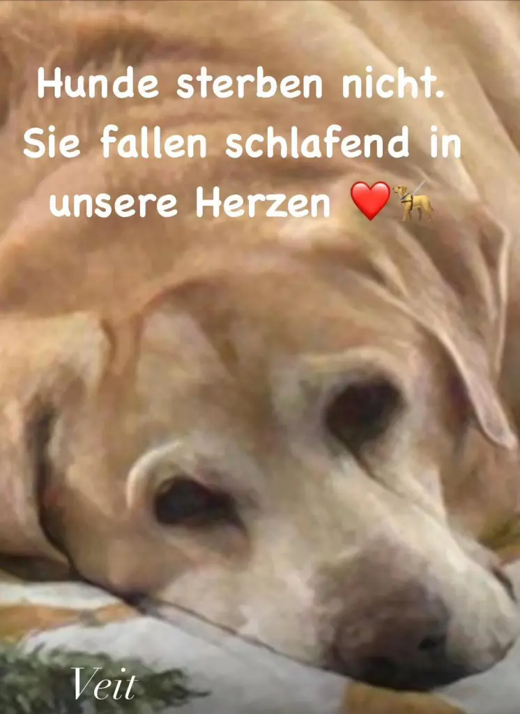 Image from Veit
