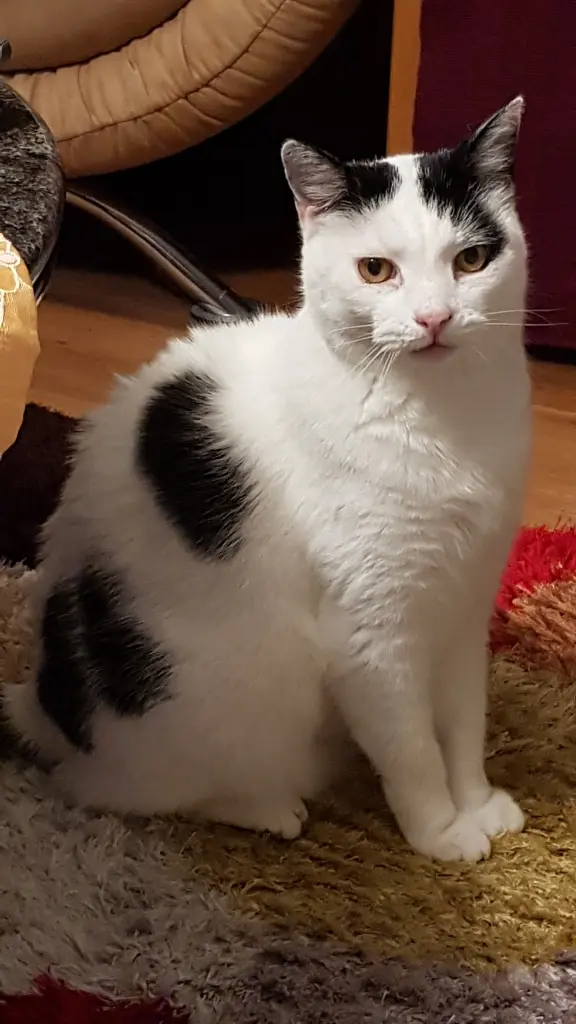 Die geliebte Kuhkatze