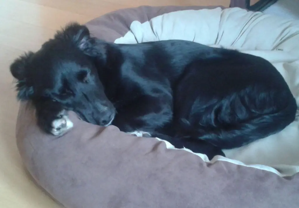 Bild von Milu