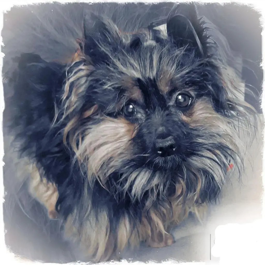 Image from Benny