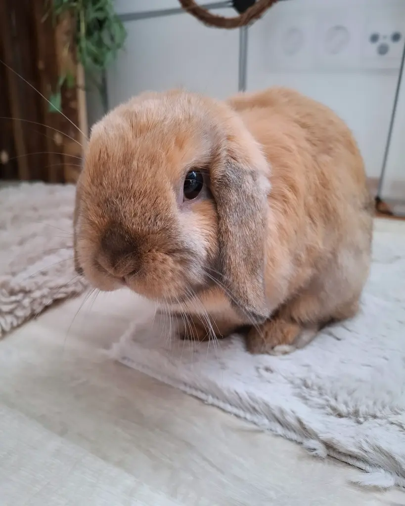 Image from Cinnamon