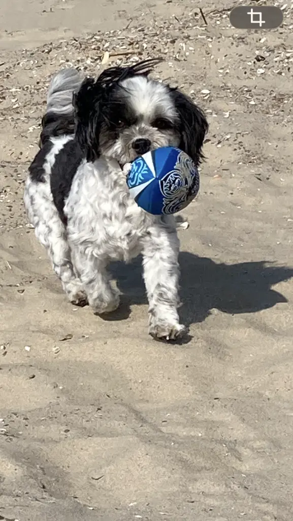 Jerry liebte das Ballspielen.