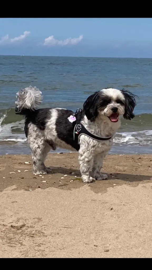 Jerry liebte den Strand.