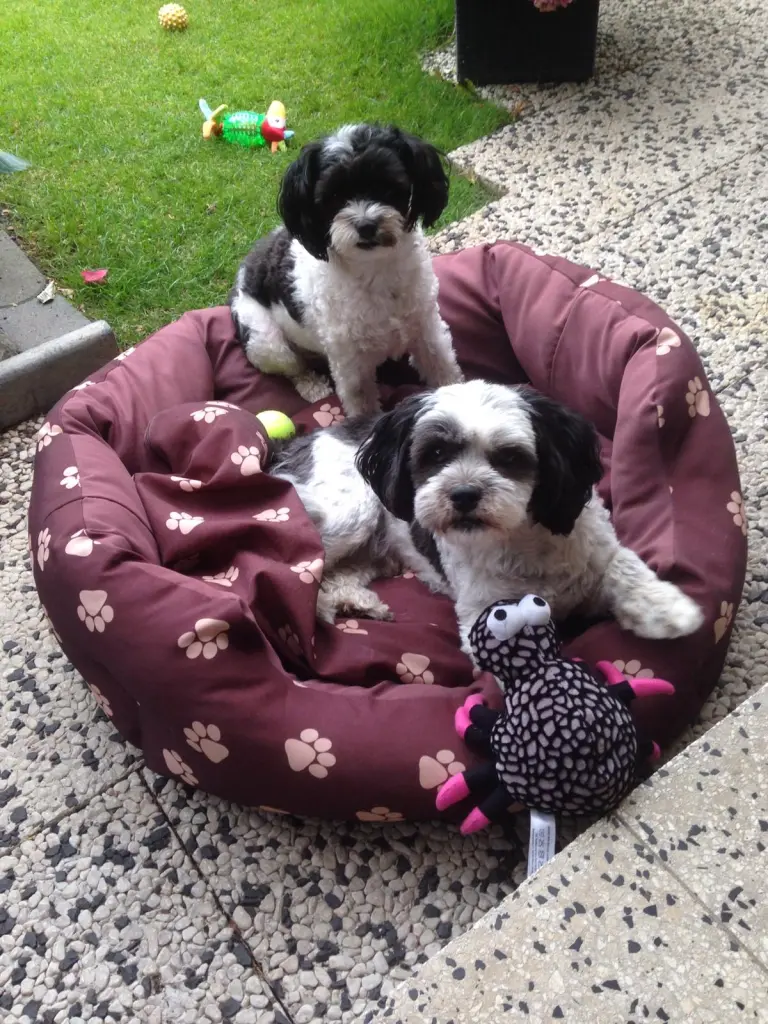 Jerry mit seinem Freund Gipsy Geboren am 24.05.2014 Verstorben am 23.04.2021