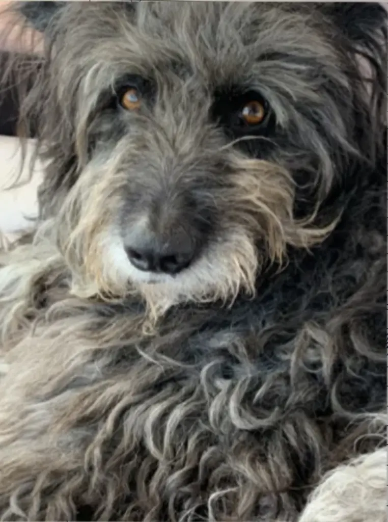 Image from Bobo