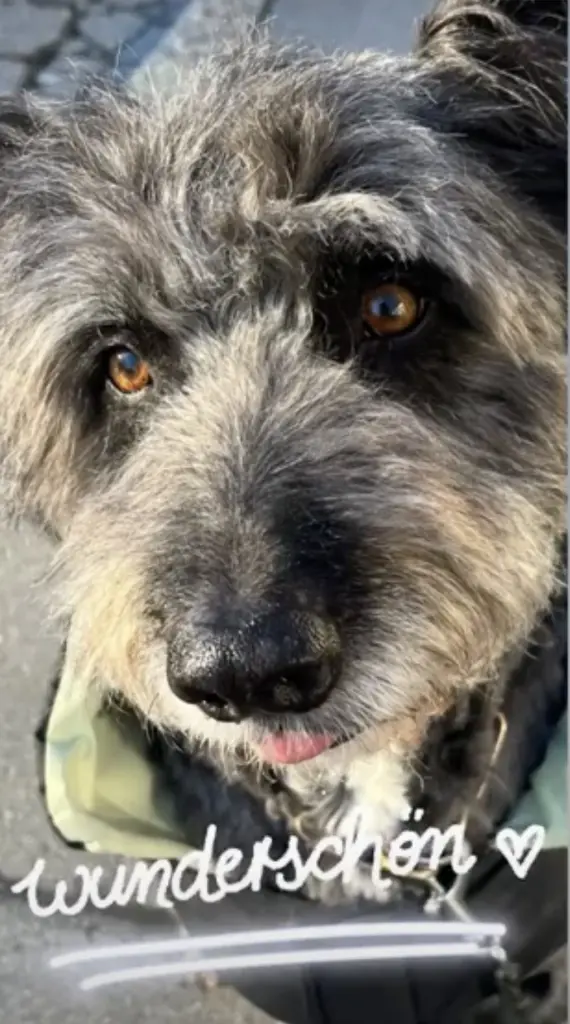 Image from Bobo