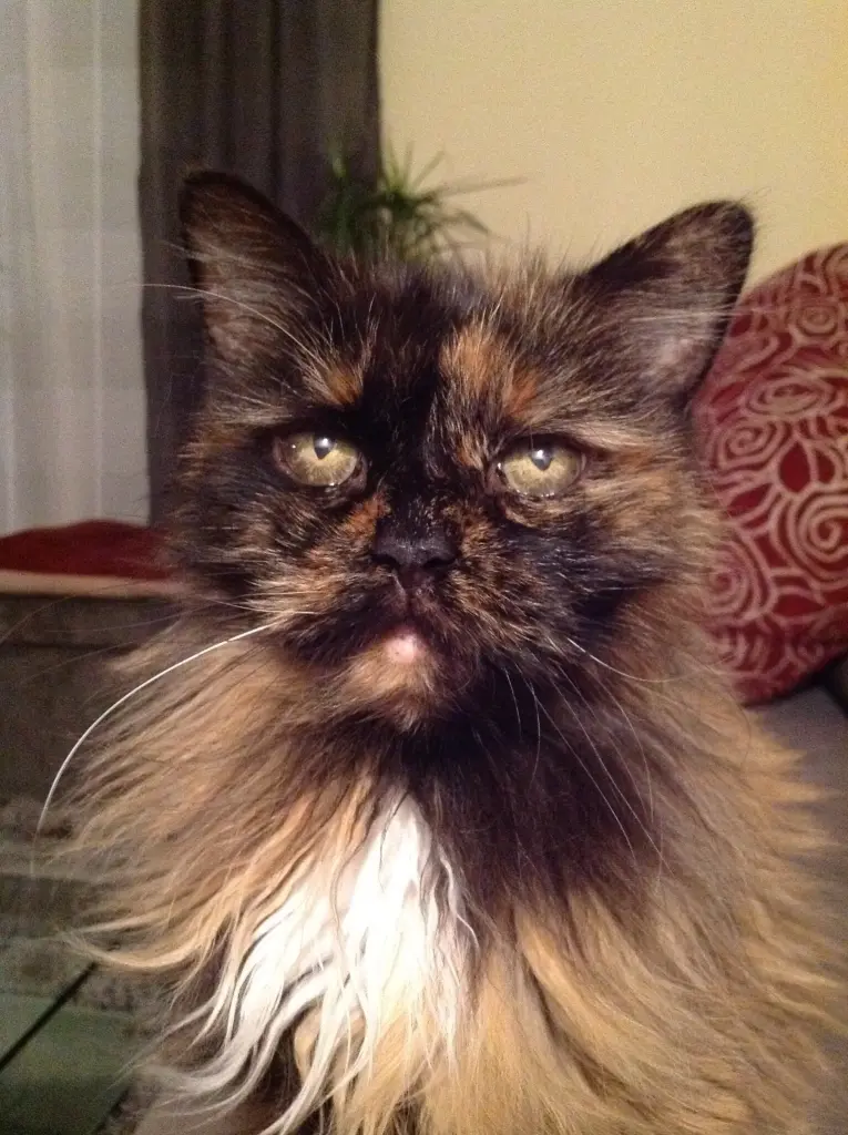 Image from Gismo