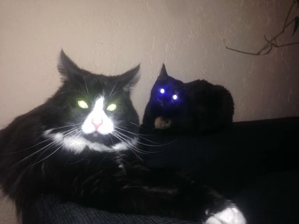 Image from Lexi