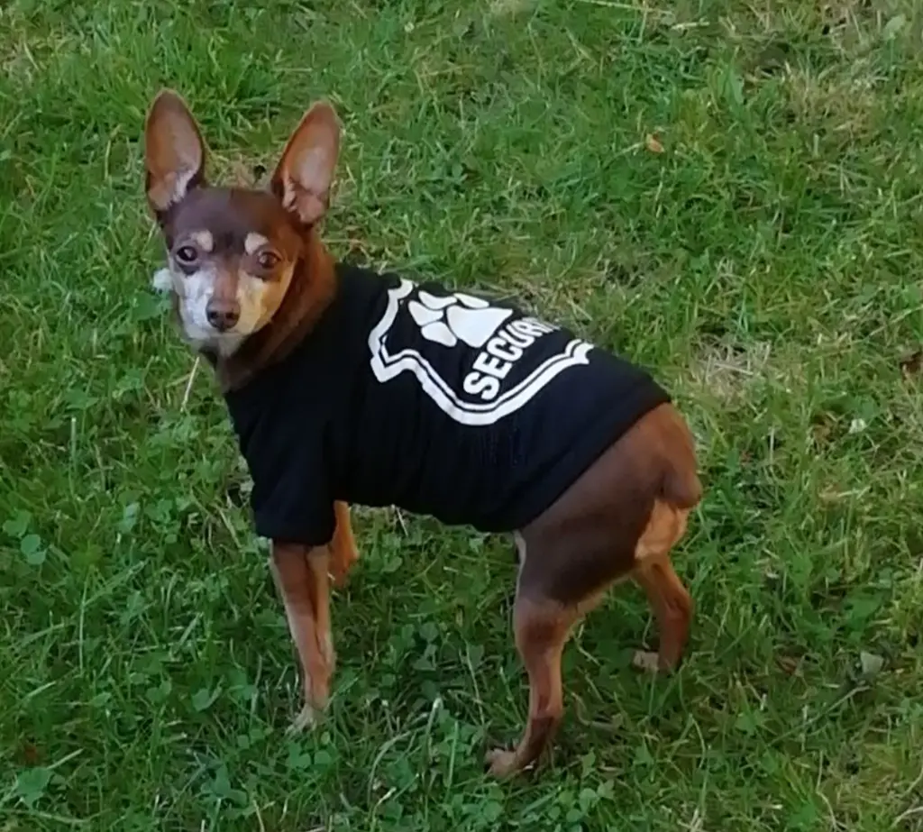 Attila