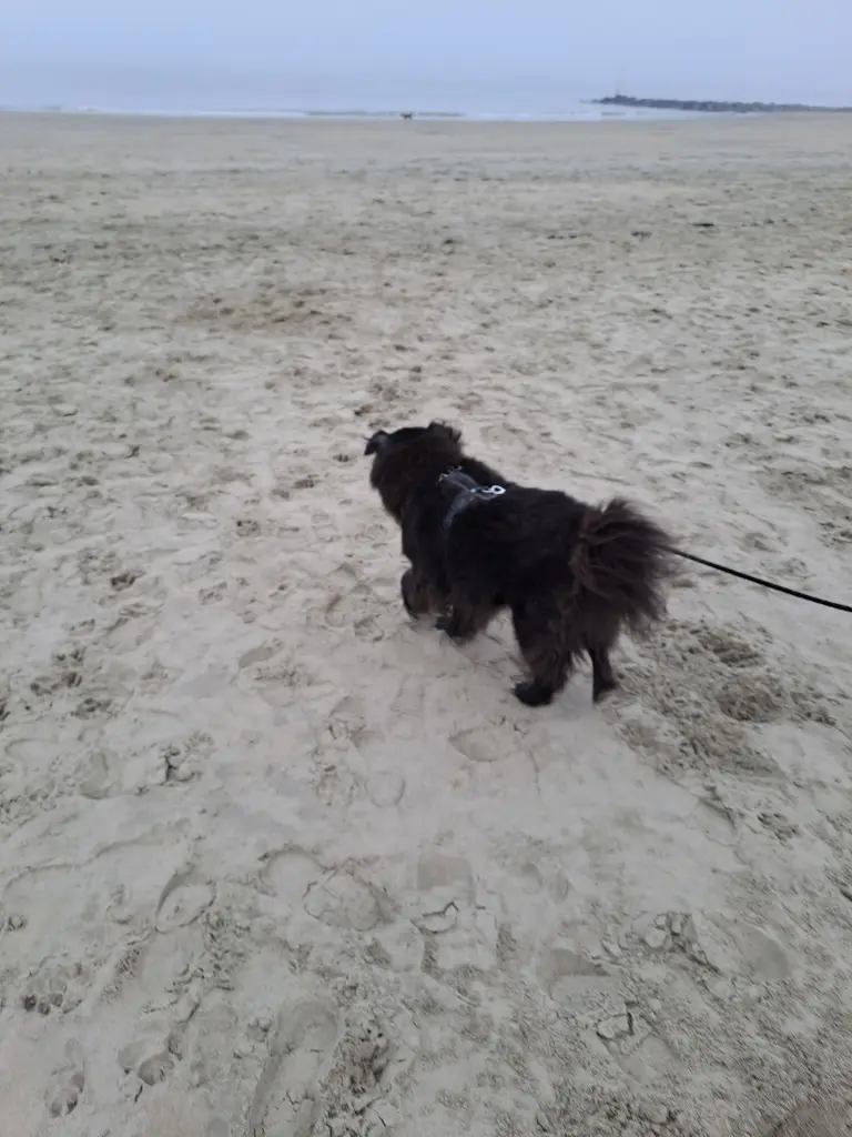 Image from Teddy
