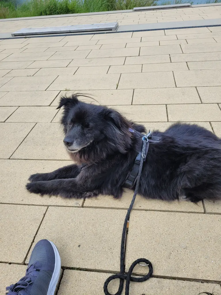 Image from Teddy