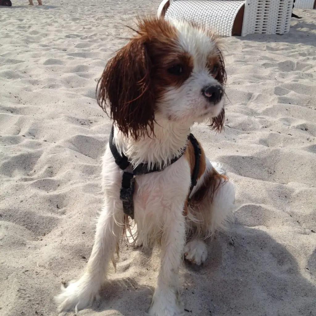 Bild von Roko