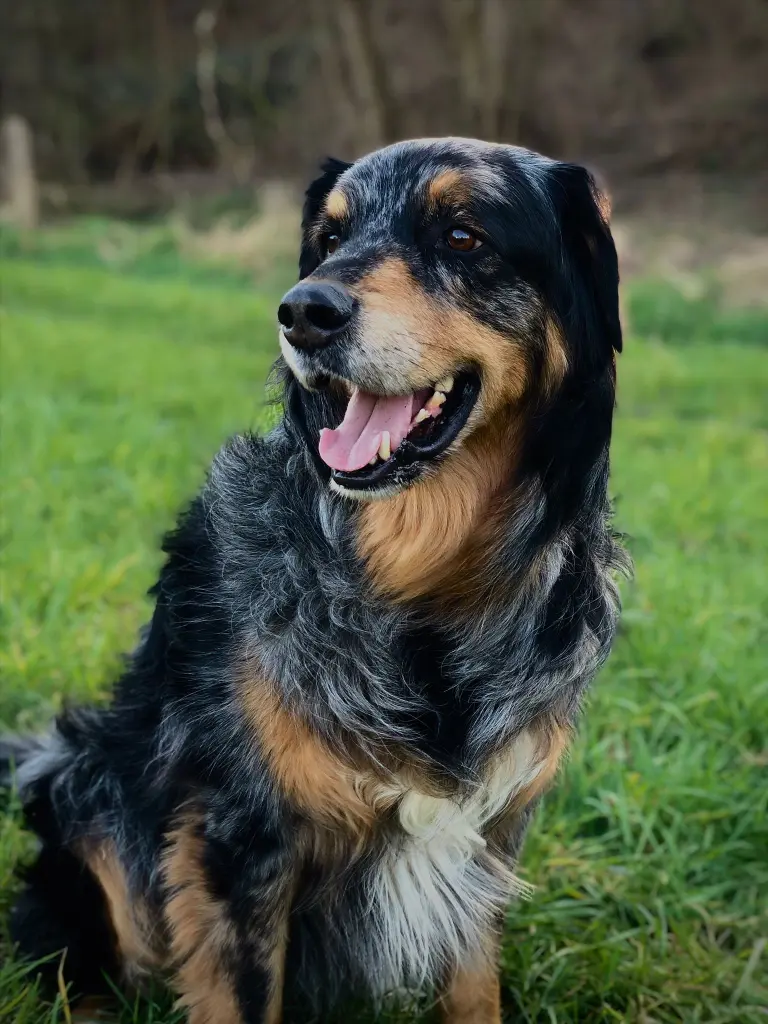 Bild von Chester Kumpelchen