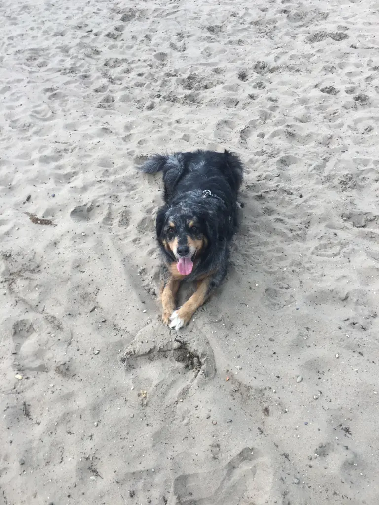 Bild von Chester Kumpelchen