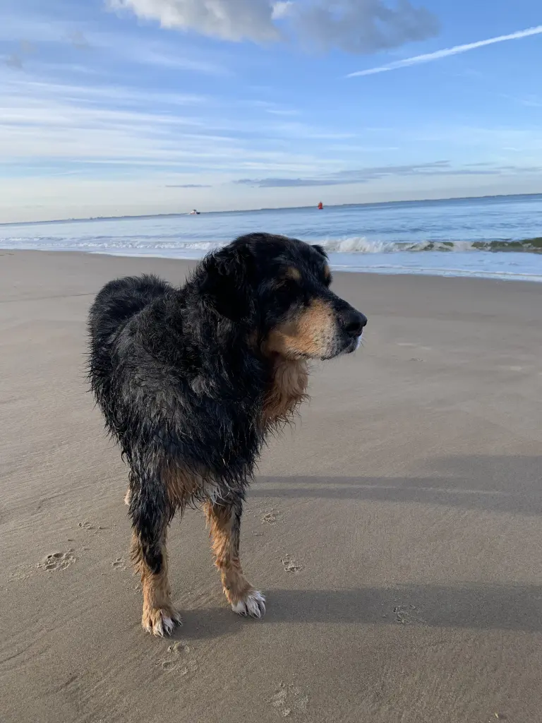 Bild von Chester Kumpelchen