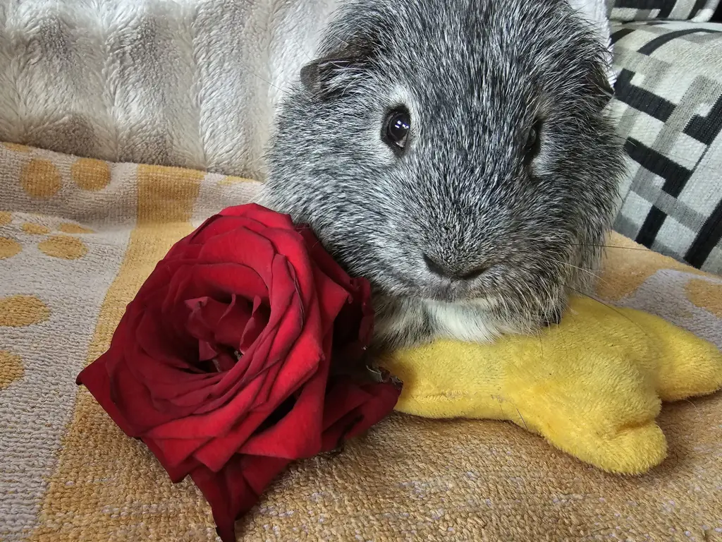 Andachtsbild von Sue, Junior und Pauli