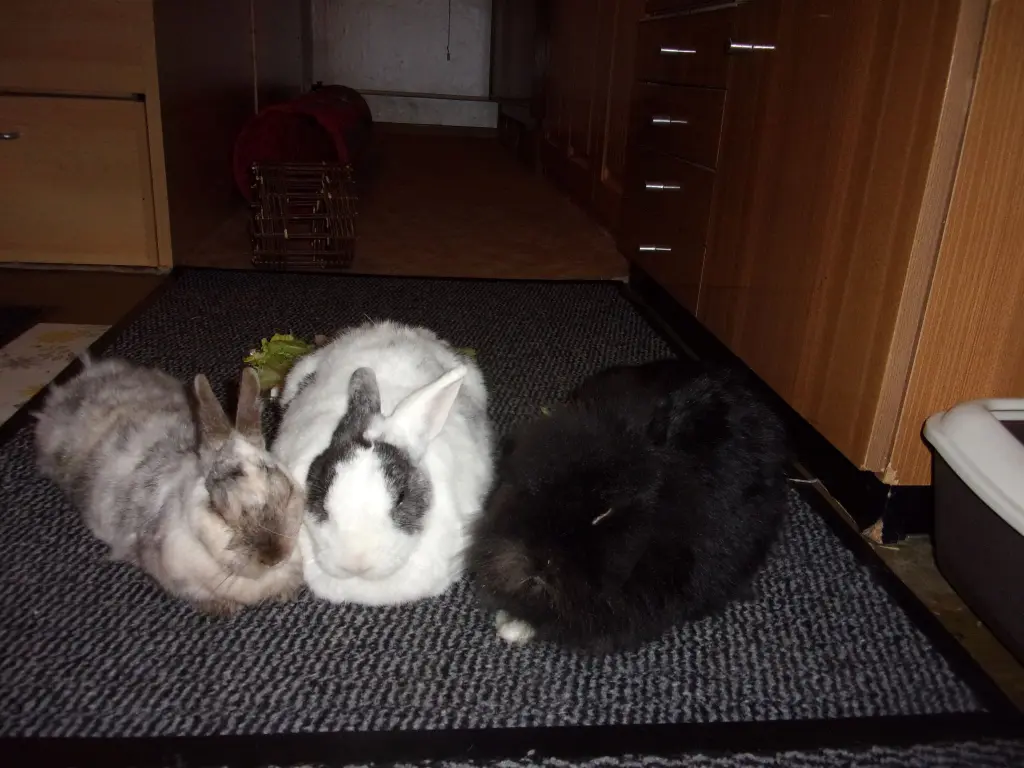 Susi, Strolch, Kiara