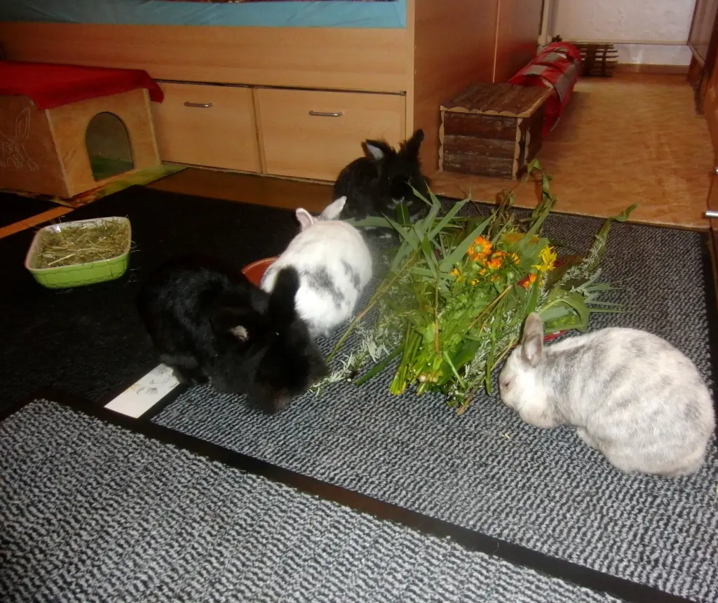 Kiara, Strolch, Lenny,  Susi