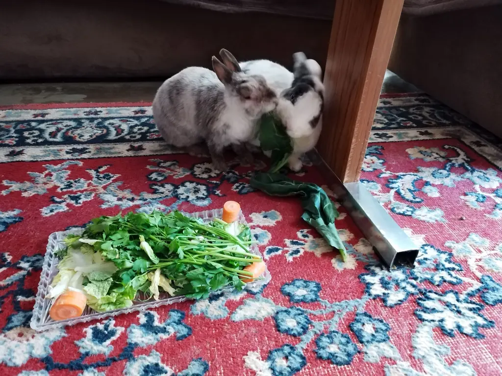 Susi & Strolch mit Kohlrabi Blätter