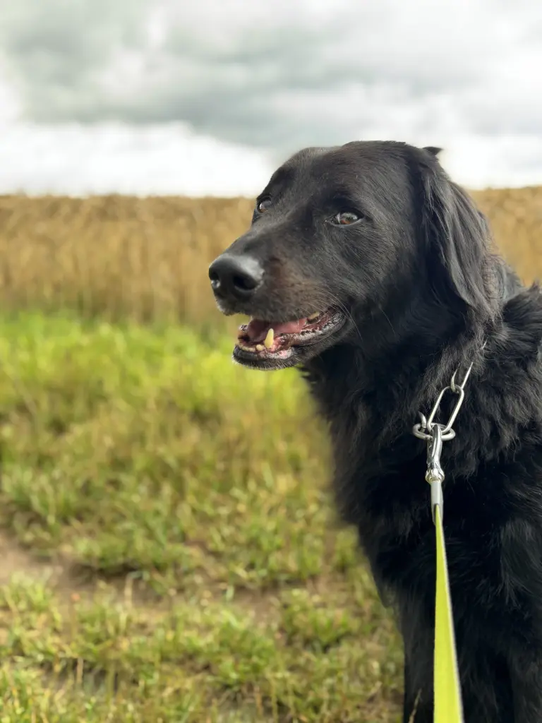 Andachtsbild von Jonas Wolf