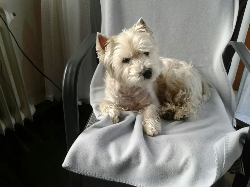 Image from Grisu