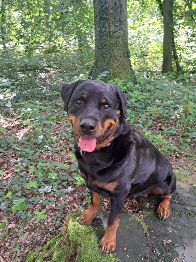 Im Wald ist am schönsten