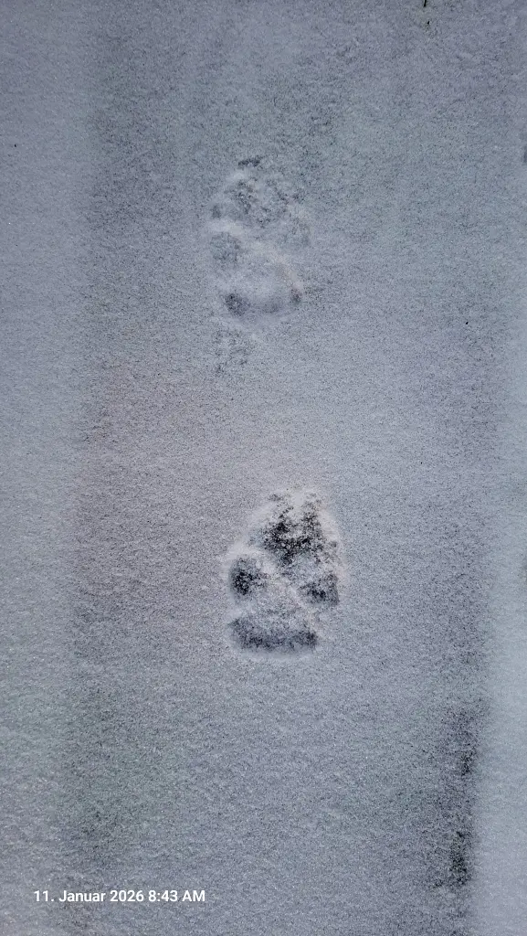 Deine letzten Spuren im Schnee