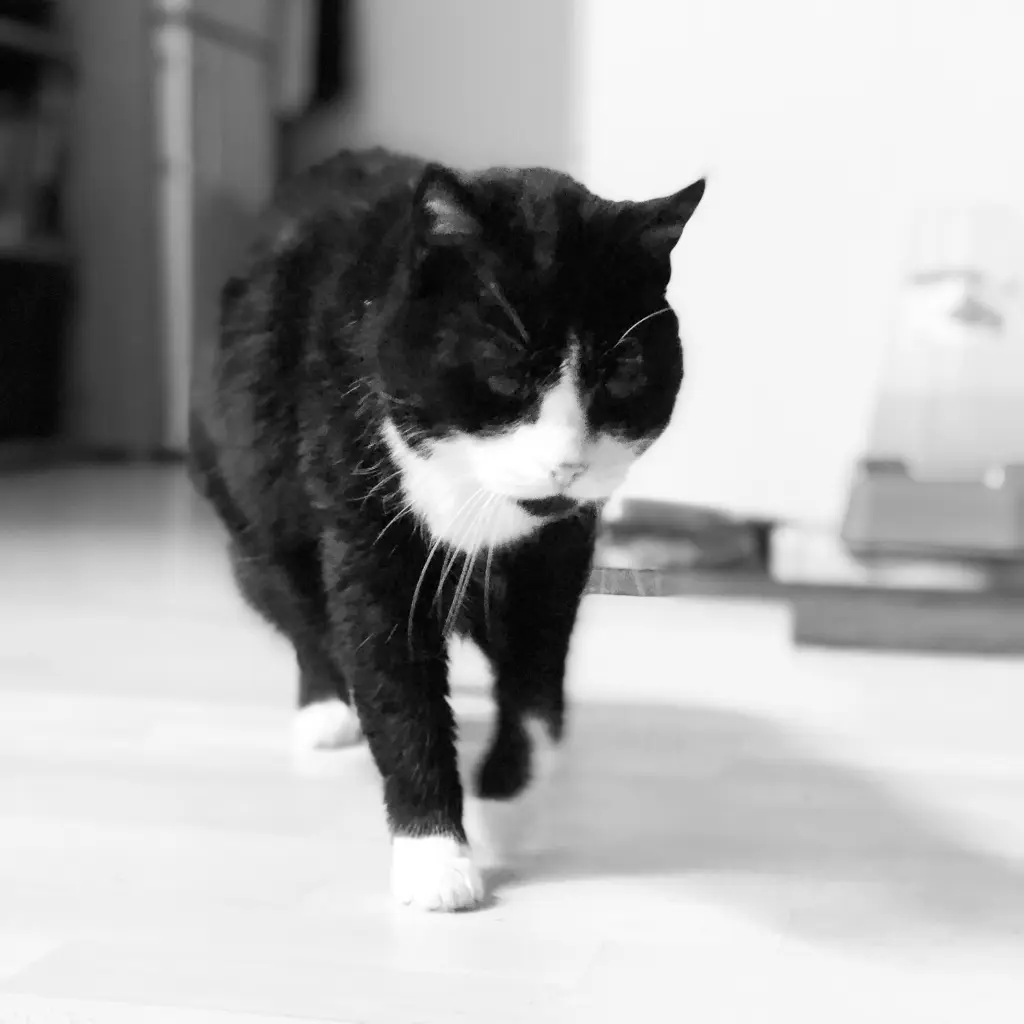 Image from Lilli