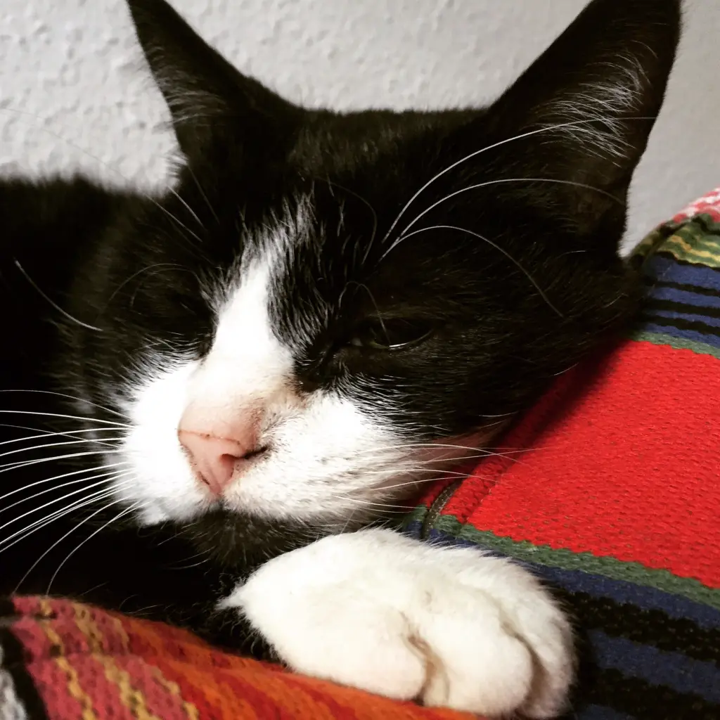 Image from Lilli