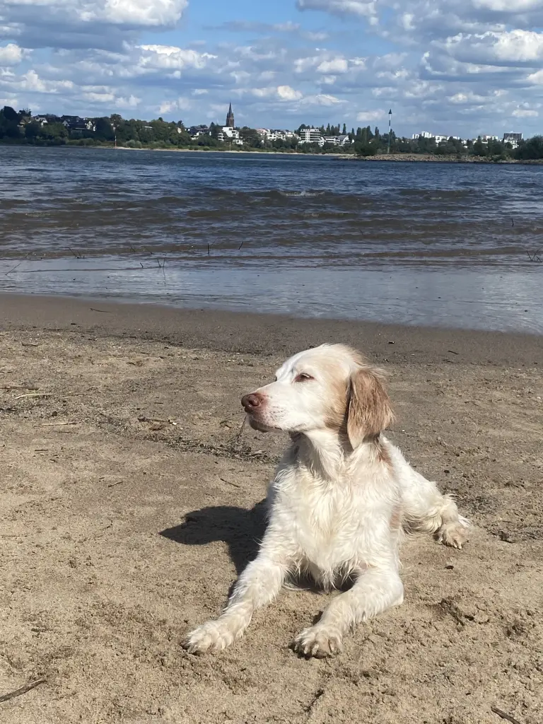 sonniger Tag am Rhein