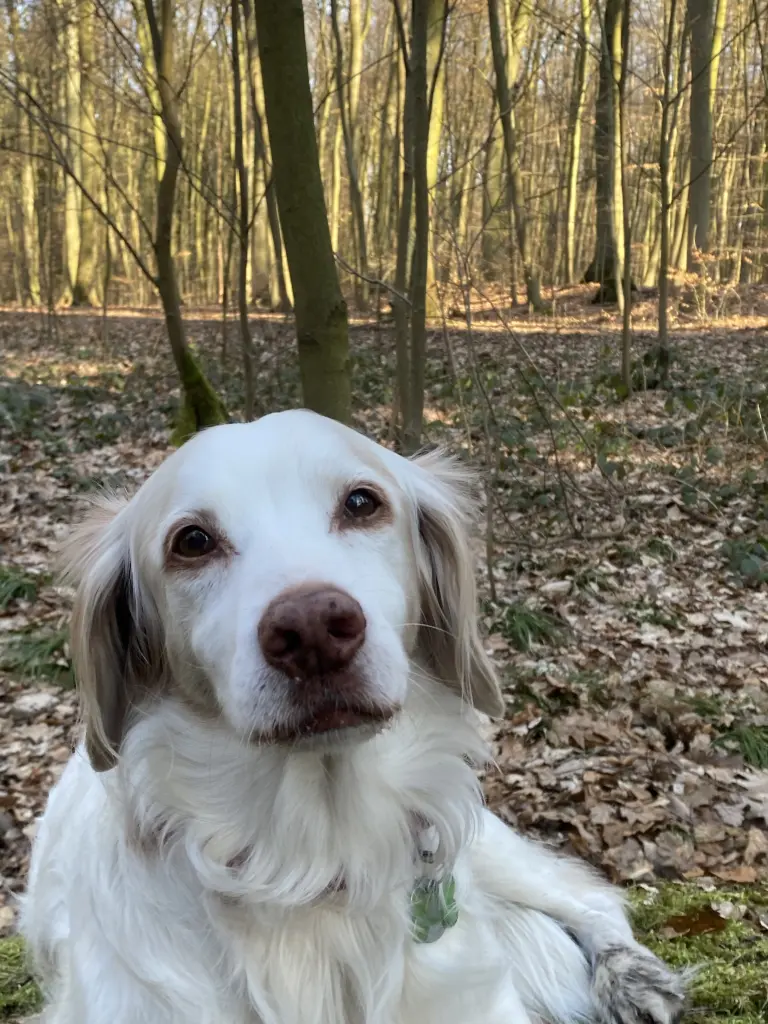 gemütlicher Waldspaziergang mit Freunden