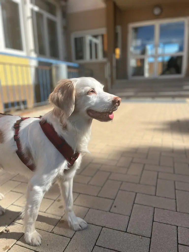 Begleiter in der Schule