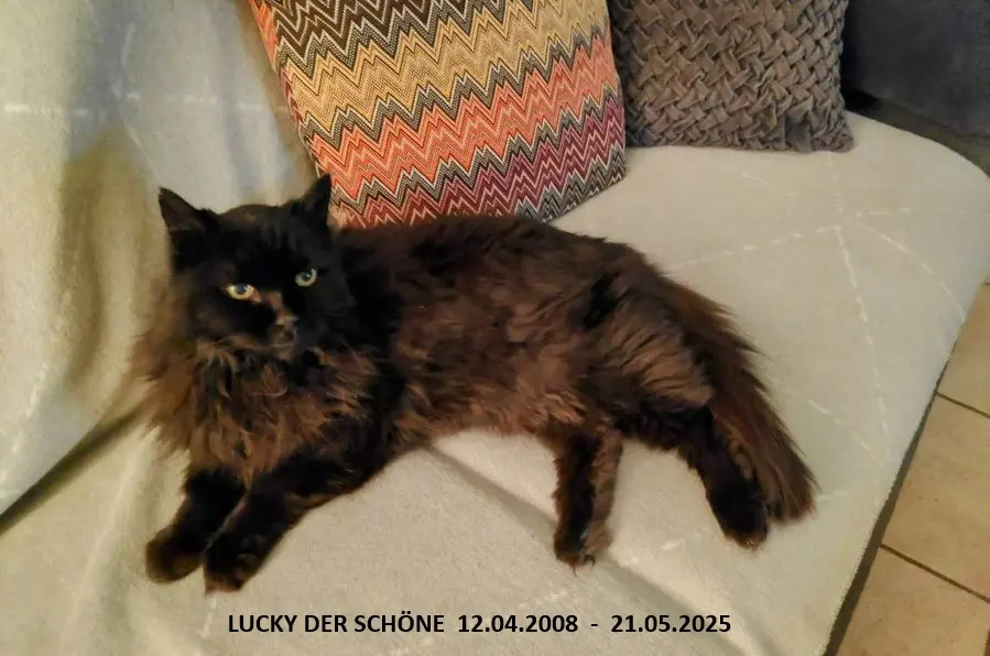Bild von LUCKY