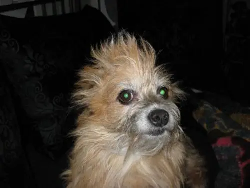 Image from Gismo