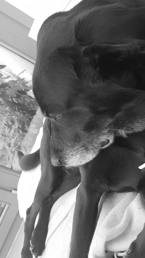 Condolence image of Bella