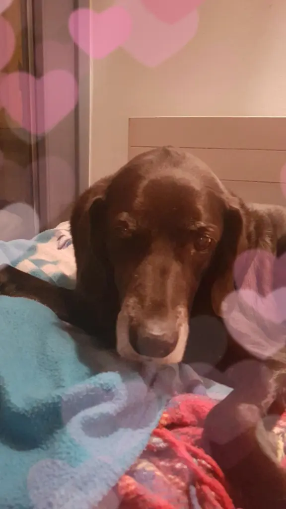 Condolence image of Bella 