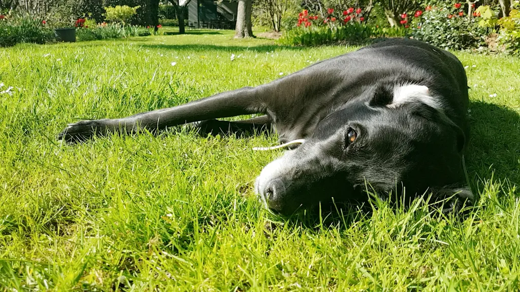 Condolence image of Bella