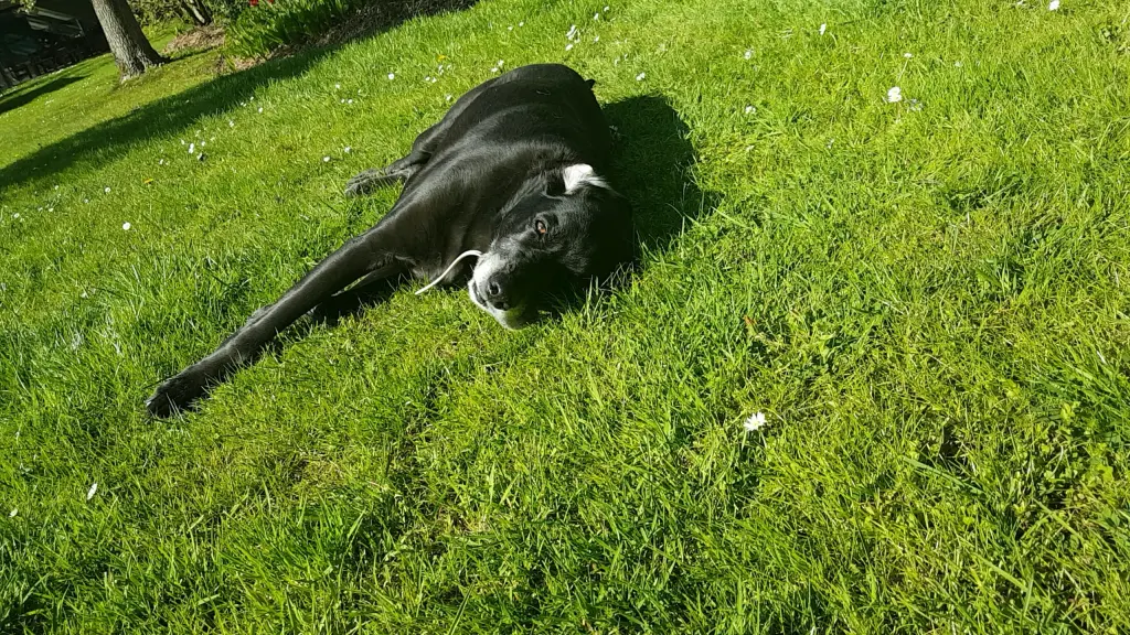 Condolence image of Bella