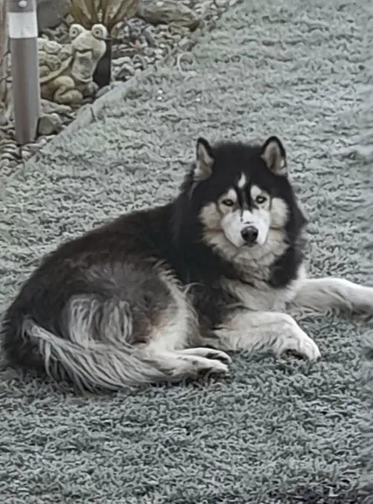 Image from Odin