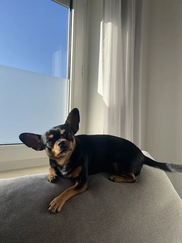 Image from Millie