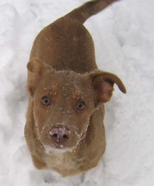 Baby Matz'