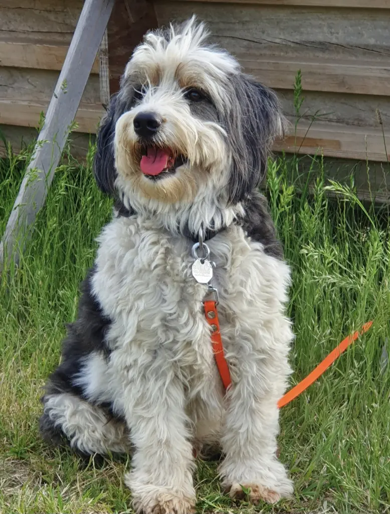 Image from Bamse