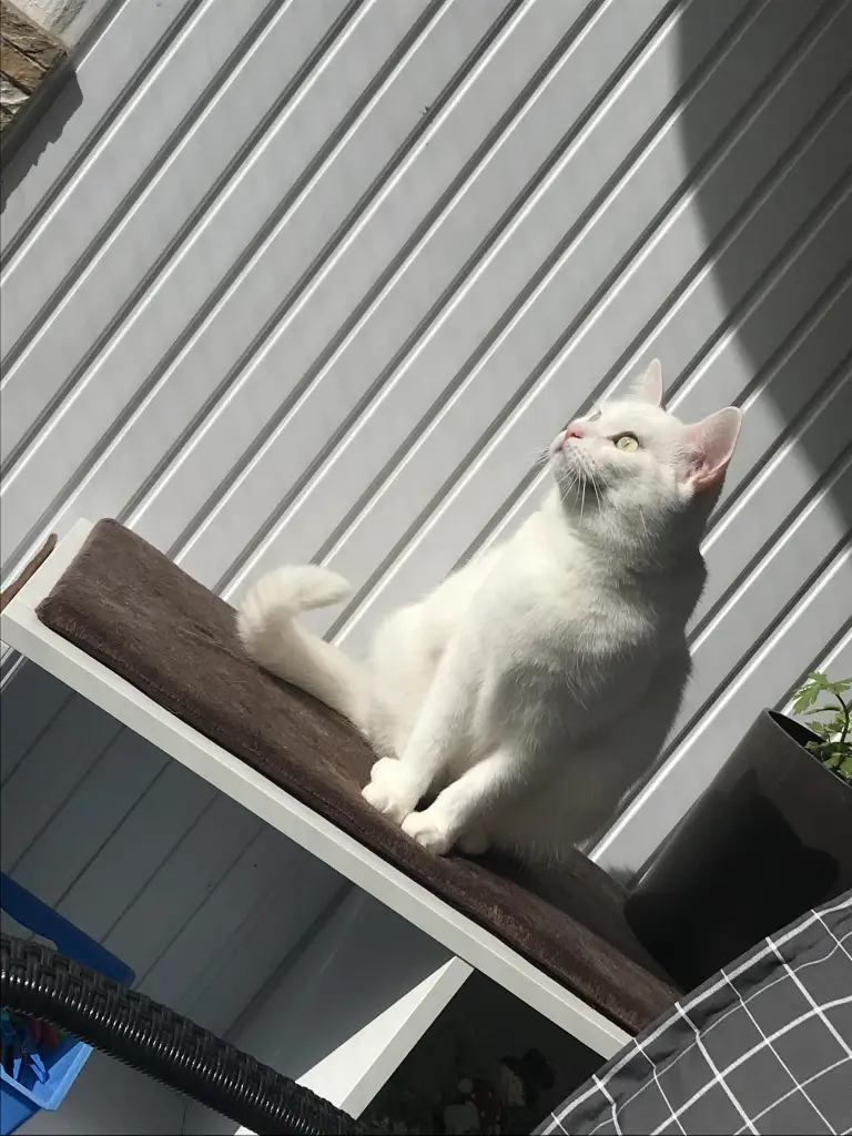 Image from Luna