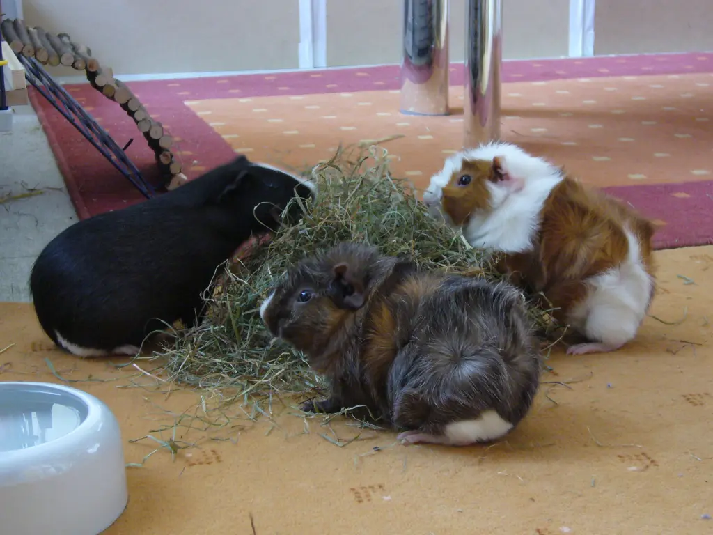 Rana, Belur & Frieda