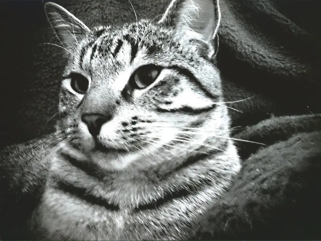 Bild von Felix