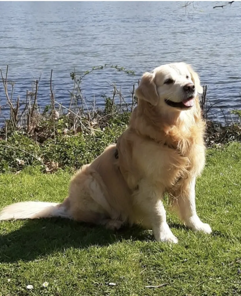 Bild von Dusty