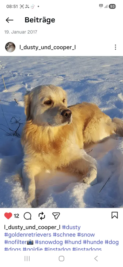 Bild von Dusty