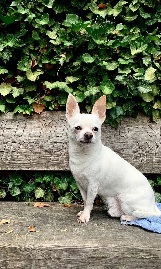 Bild von King Lui
