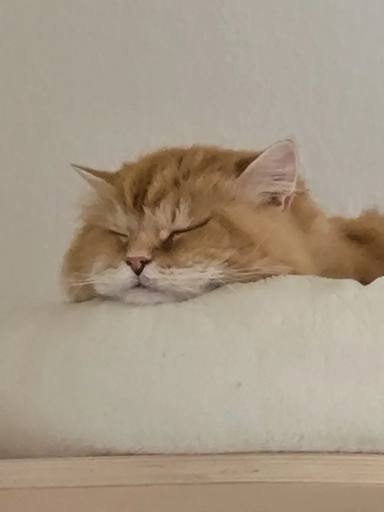 Bild von Minka