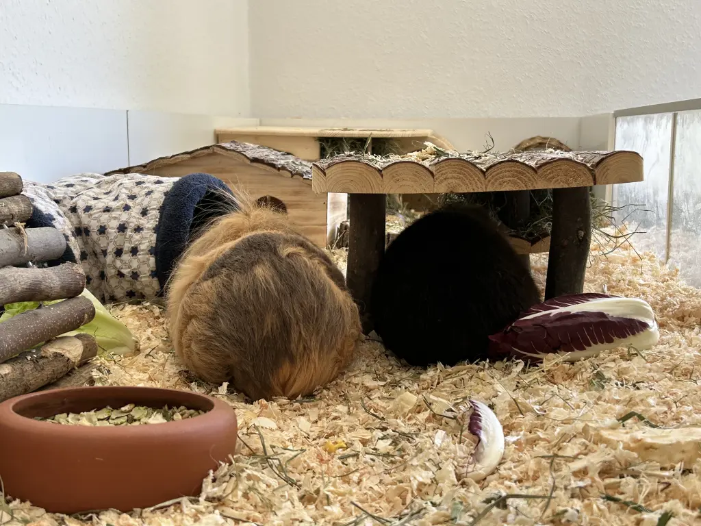 Tili und Ozzy